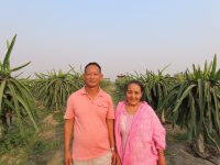 From a Single Cutting to a Booming Orchard: The Dragon Fruit Journey of a Retired Soldier